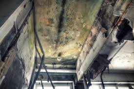  , USA Mold Removal Pros